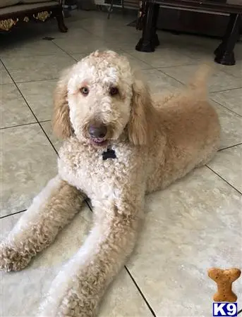 Goldendoodles stud dog: a goldendoodles dog lying on the floor