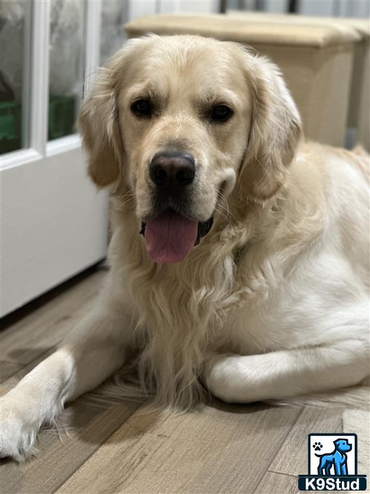 a golden retriever dog lying on the floor