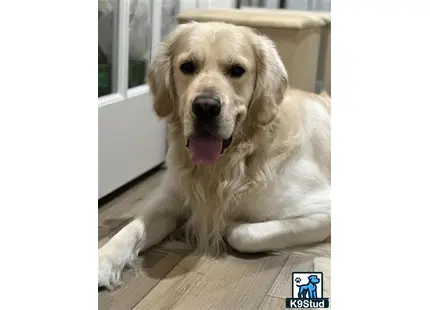 a golden retriever dog lying on the floor