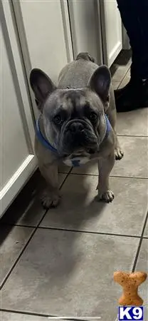 French Bulldog stud dog