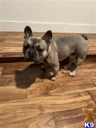 French Bulldog stud dog