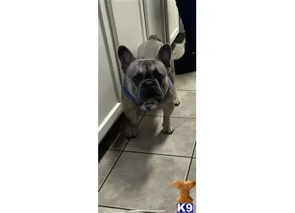 French Bulldog