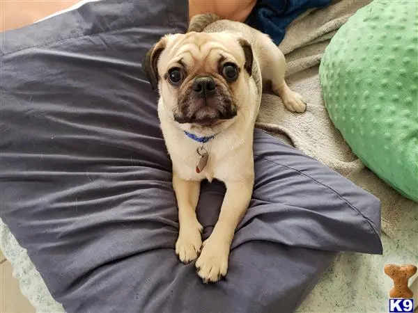 Pug