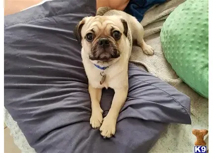 Pug