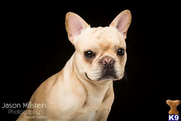 French Bulldog stud dog