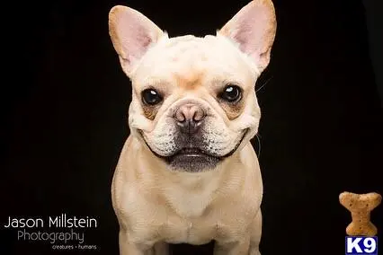 French Bulldog stud dog