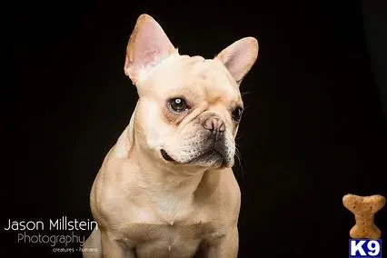 French Bulldog stud dog