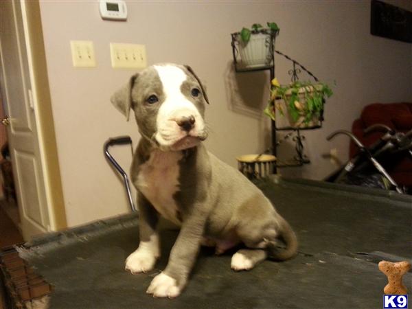american staffordshire terrier puppy posted by gumball