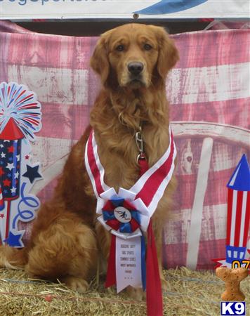 a golden retriever dog wearing a sweater
