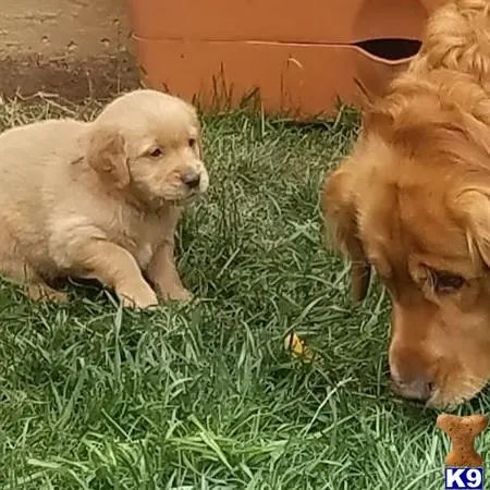 Golden Retriever stud dog