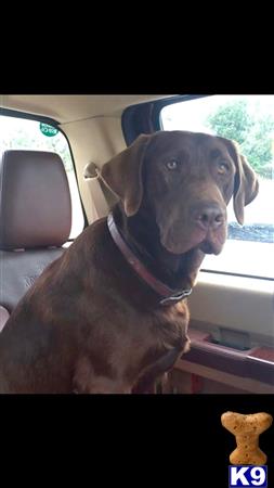 a labrador retriever dog sitting in a car