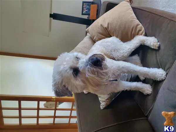 Soft Coated Wheaten Terrier