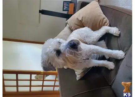 Soft Coated Wheaten Terrier