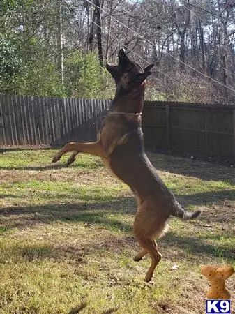 Belgian Malinois stud dog