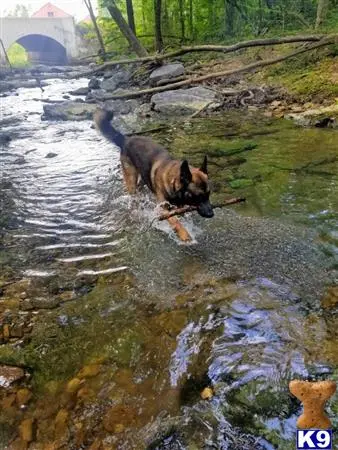 Belgian Malinois stud dog