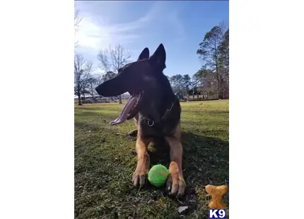 Belgian Malinois