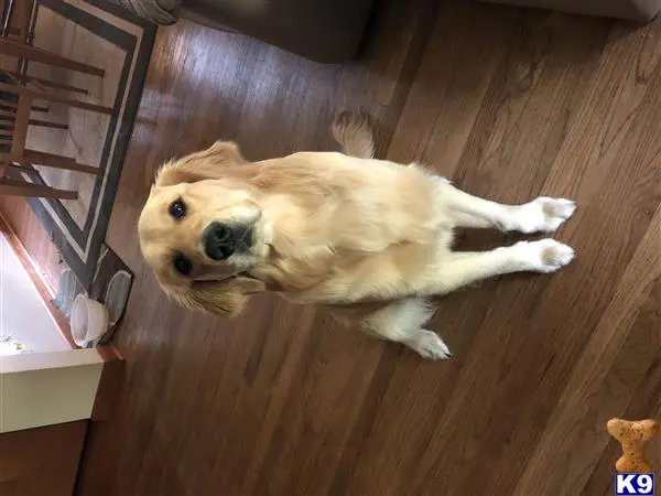 Golden Retriever stud dog