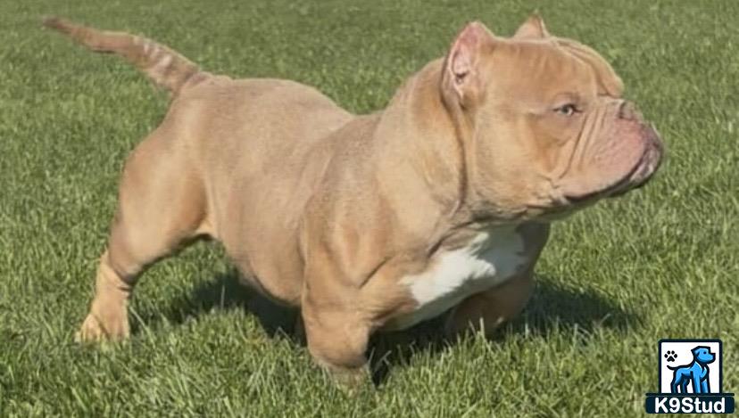 a american bully dog running in the grass