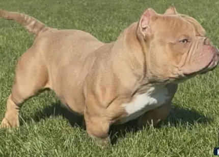 a american bully dog running in the grass