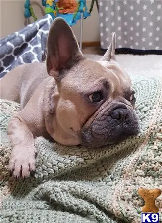 French Bulldog stud dog