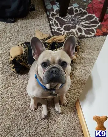 French Bulldog stud dog