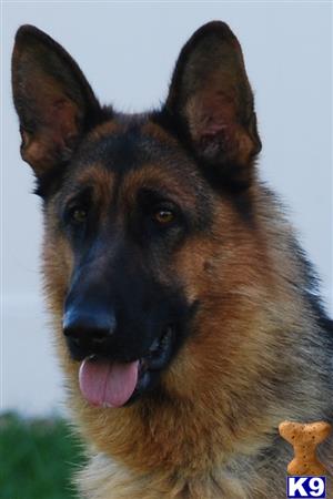 German Shepherd dog