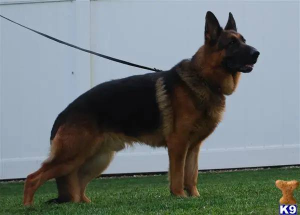 German Shepherd stud dog