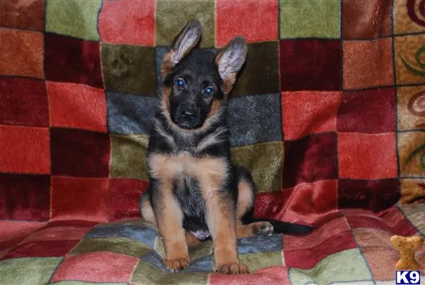 German Shepherd puppy for sale