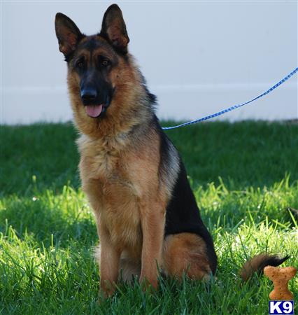 German Shepherd dog