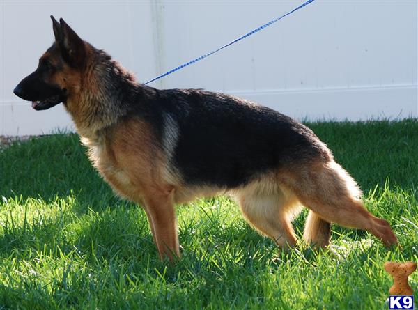 German Shepherd dog