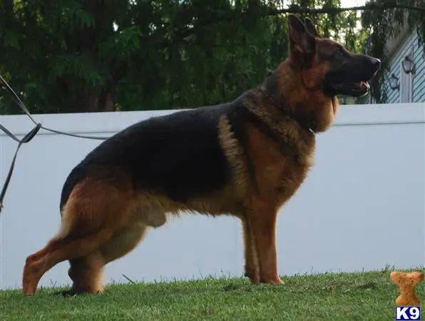 German Shepherd stud dog