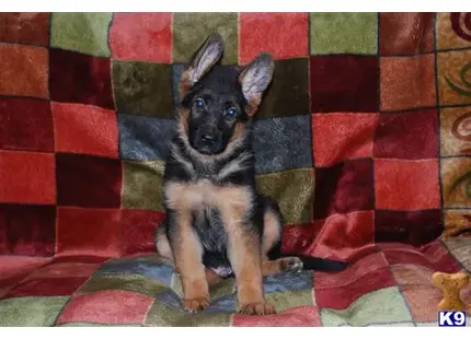 German Shepherd