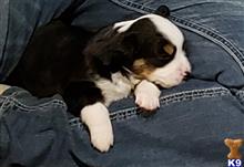australian shepherd puppy posted by gwenny