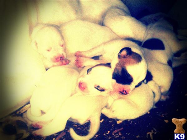 american bulldog puppy posted by gwenspups