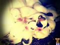 american bulldog puppy posted by gwenspups