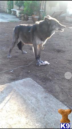 wolf dog puppy posted by gwolf