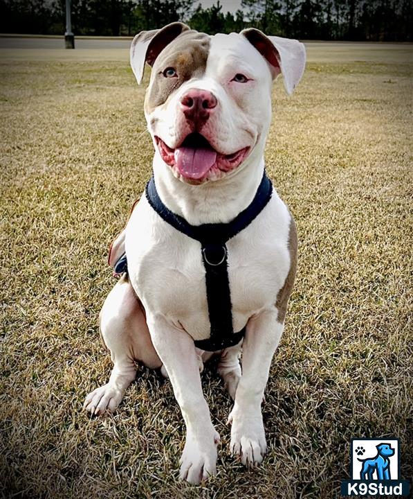 a american pit bull dog wearing a vest