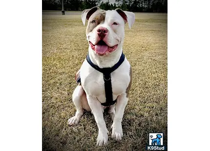 a american pit bull dog wearing a vest