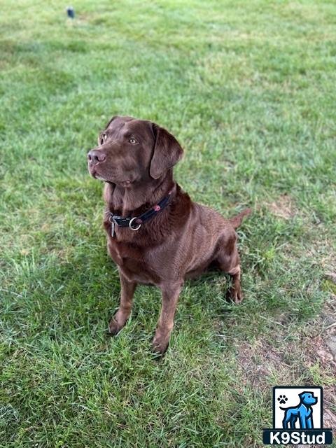 a labrador retriever dog sitting in the grass