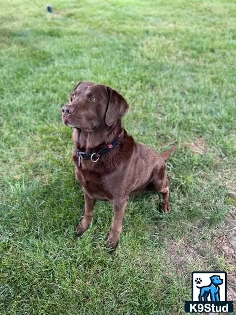 Labrador Retriever stud dog: a labrador retriever dog sitting in the grass