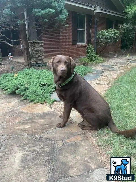 Labrador Retriever stud dog: a labrador retriever dog sitting on a stone ledge