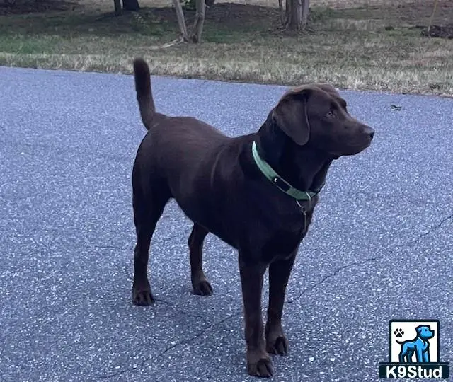 Labrador Retriever stud dog: a labrador retriever dog standing on a road