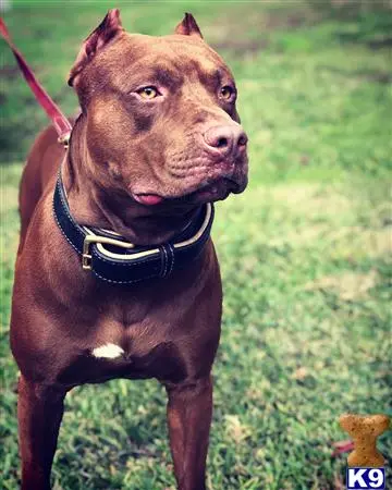 American Pit Bull