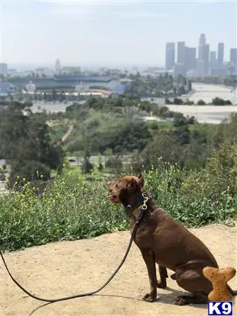 American Pit Bull stud dog