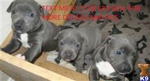 staffordshire bull terrier puppy posted by haddisontiresse
