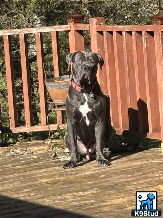 a cane corso dog sitting on a deck