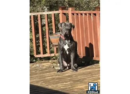 a cane corso dog sitting on a deck