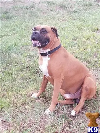 Boxer stud dog