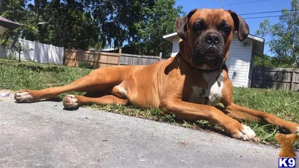 Boxer stud dog