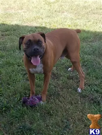 Boxer stud dog